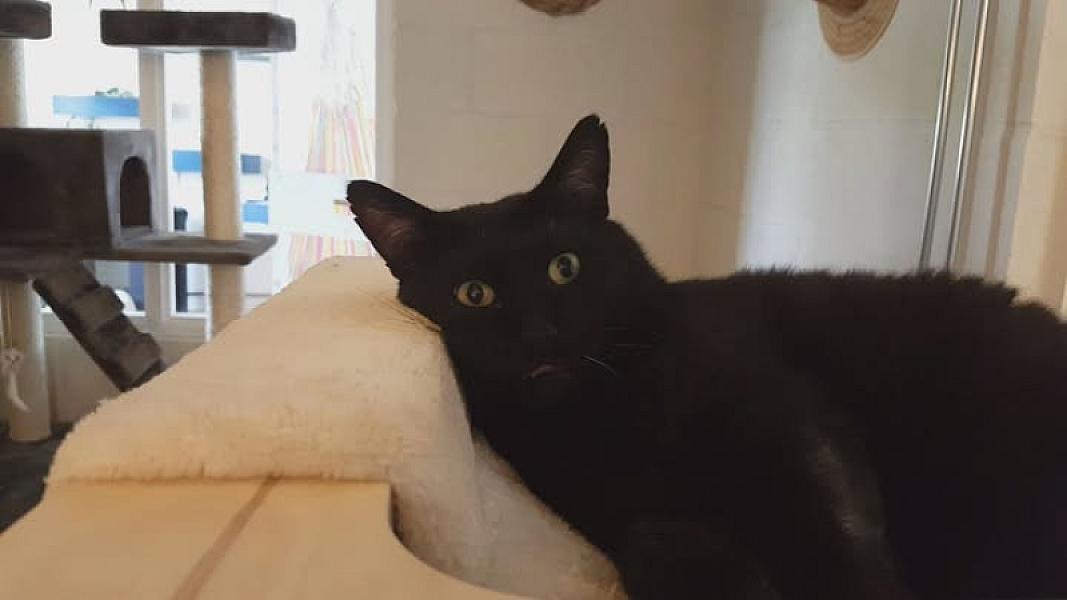 Kattenpraat