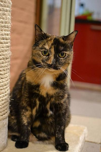 Kattenpraat