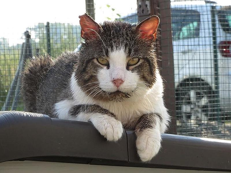 Kattenpraat