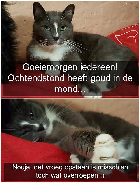 Kattenpraat