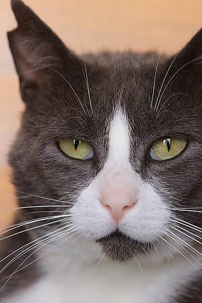 Kattenpraat