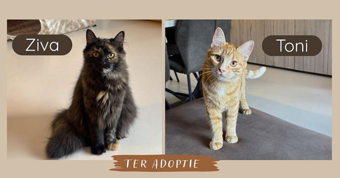 Kattenpraat