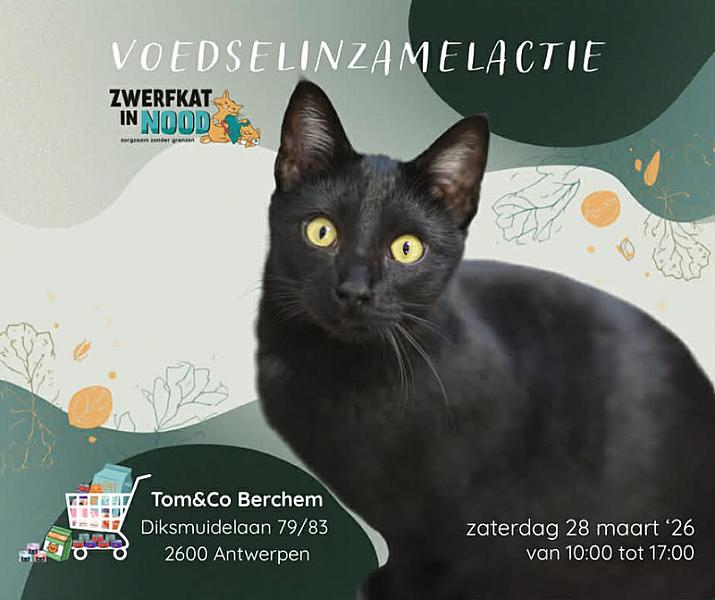 Kattenpraat