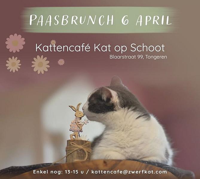 Kattenpraat