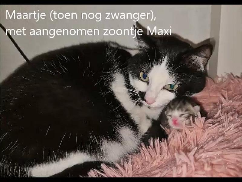 Kattenpraat