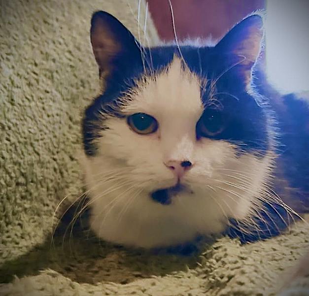 Kattenpraat