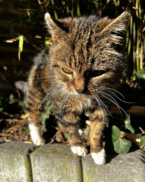 Kattenpraat