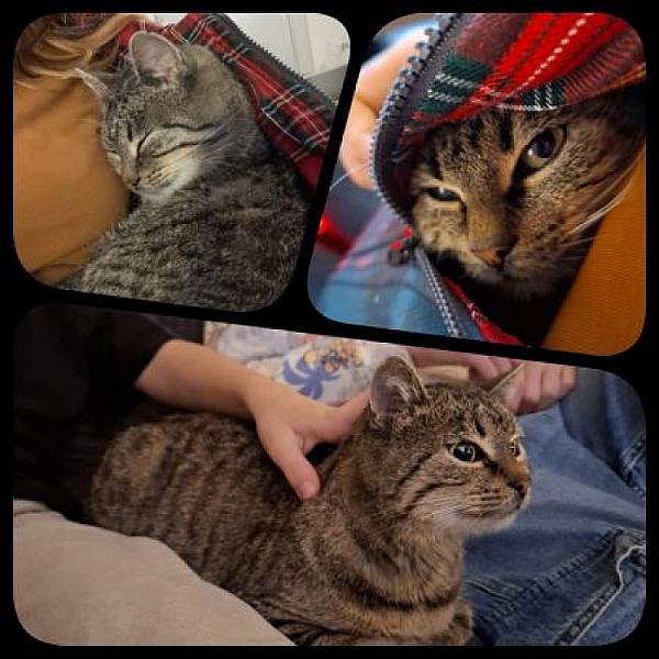 Kattenpraat