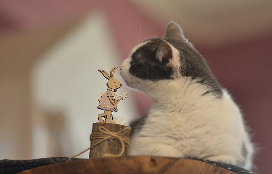 Kattenpraat