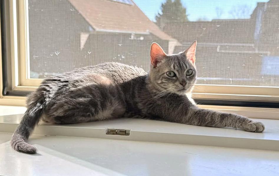 Kattenpraat