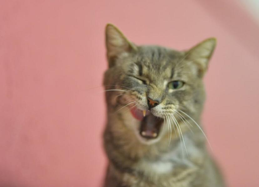 Kattenpraat