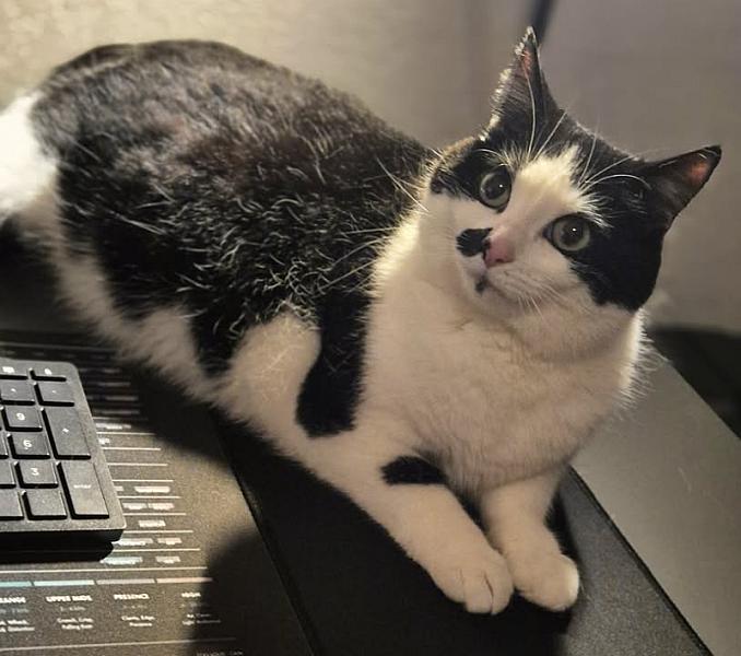 Kattenpraat