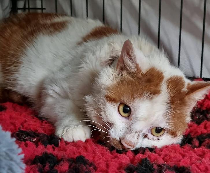Kattenpraat
