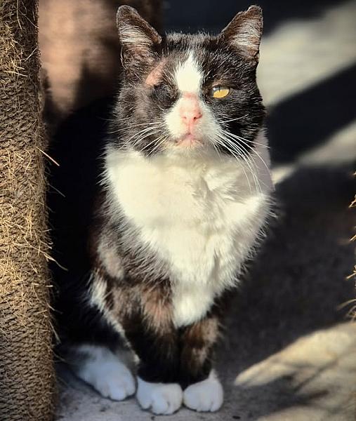 Kattenpraat