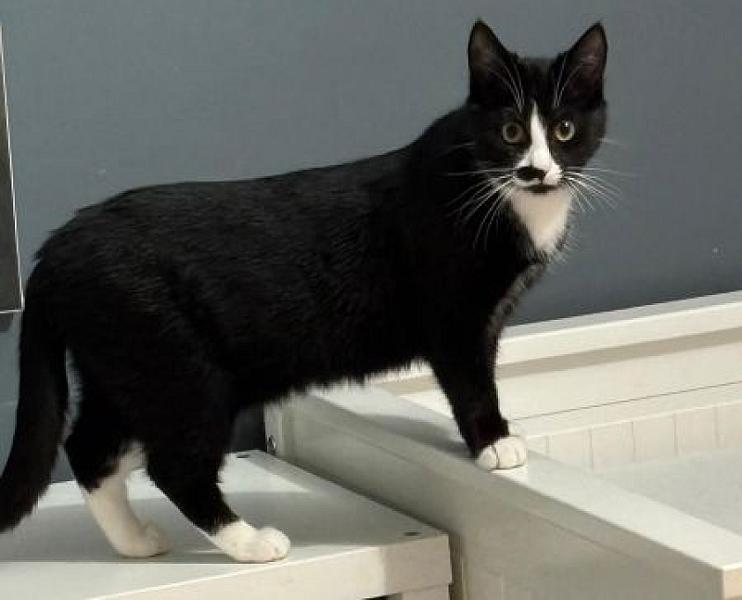 Kattenpraat