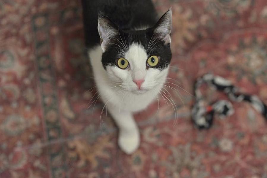 Kattenpraat