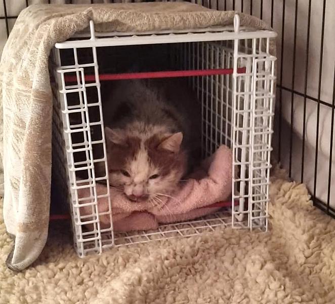 Kattenpraat