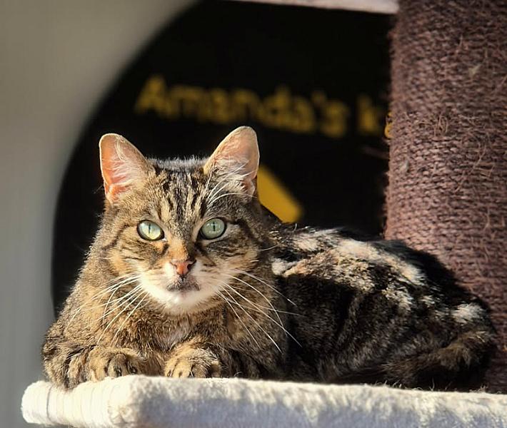 Kattenpraat