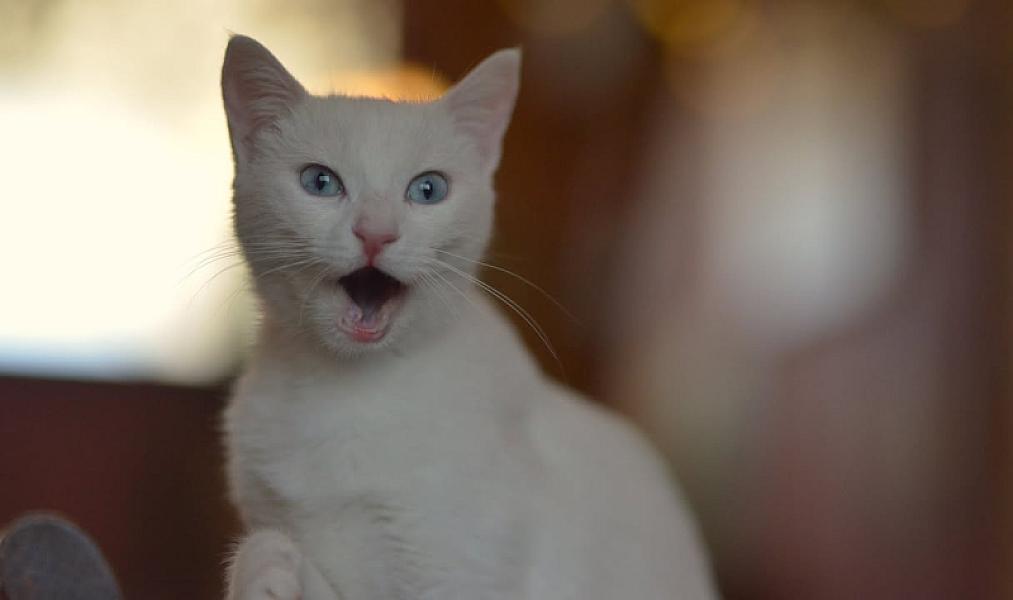 Kattenpraat