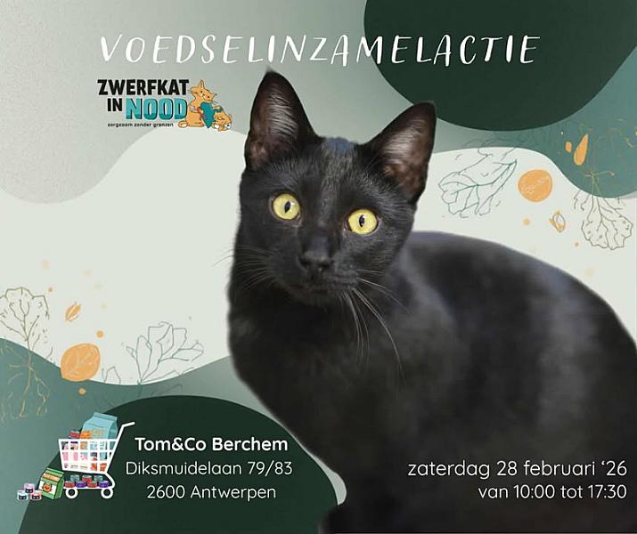 Kattenpraat