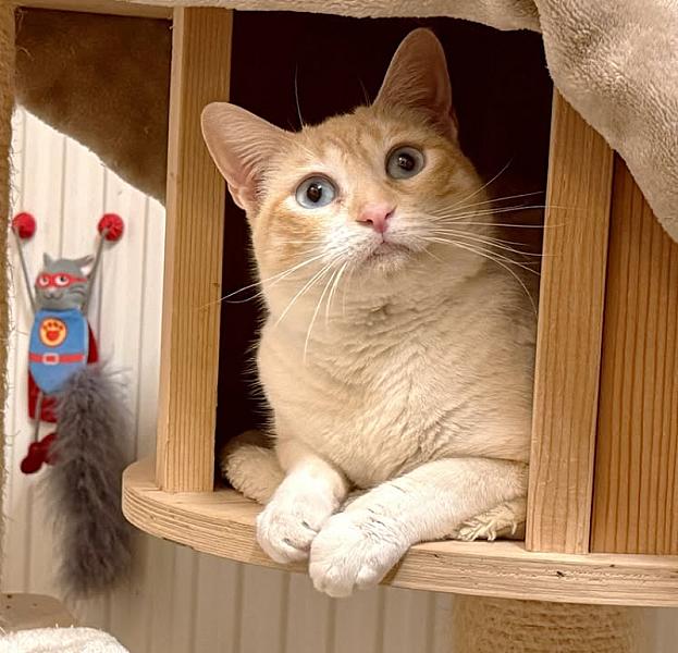 Kattenpraat