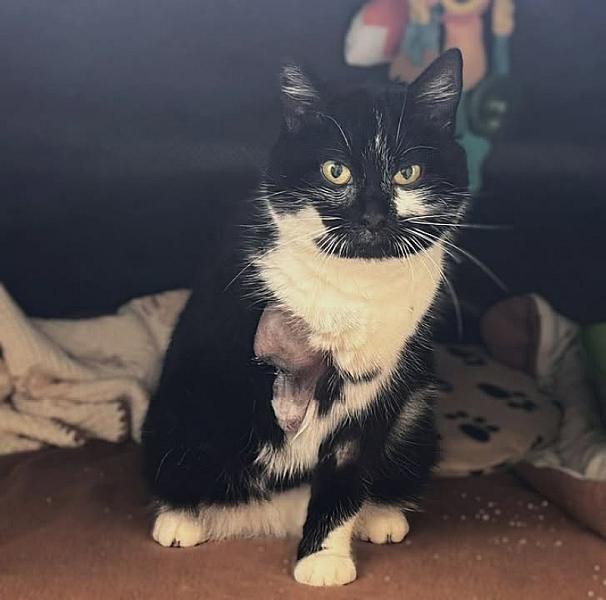 Kattenpraat