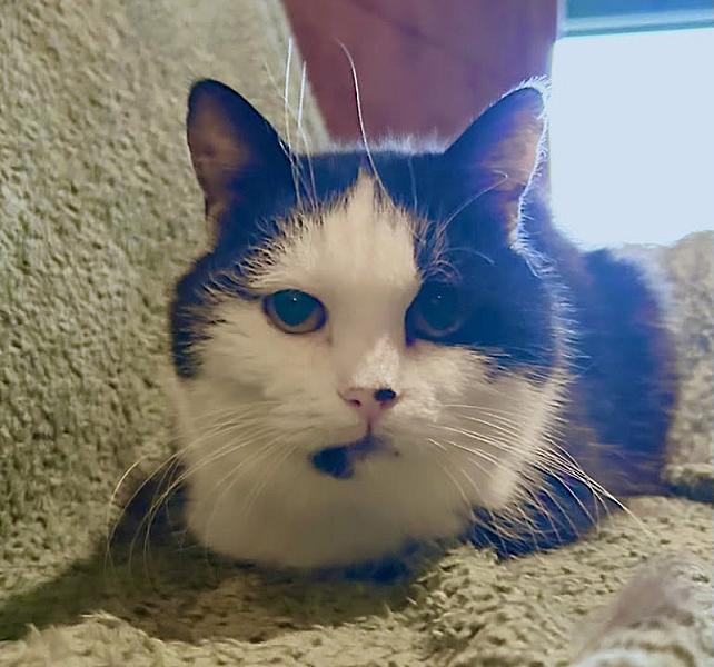 Kattenpraat