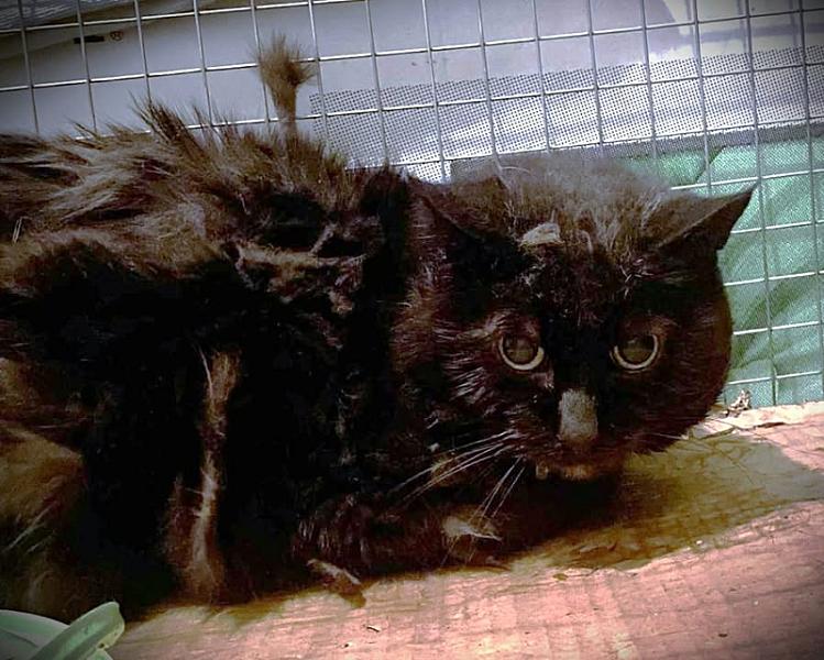Kattenpraat