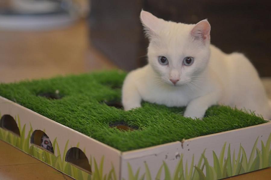 Kattenpraat
