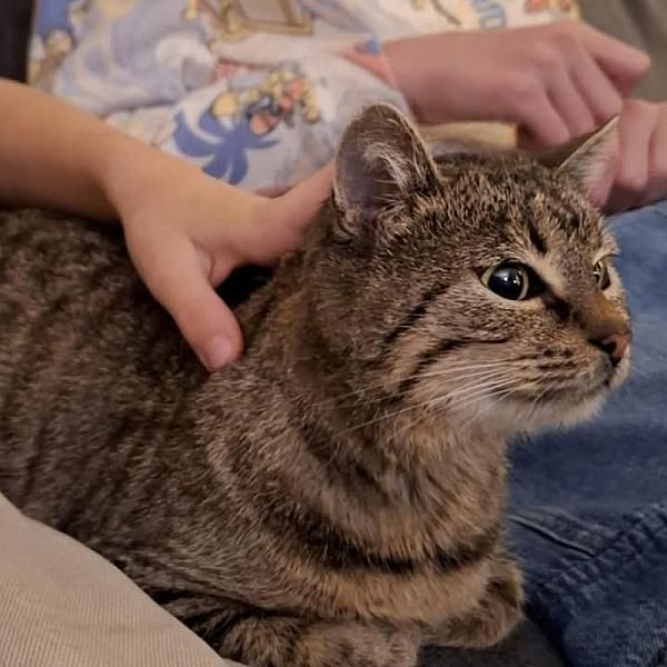 Kattenpraat