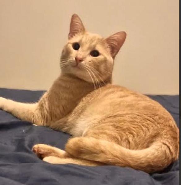 Kattenpraat