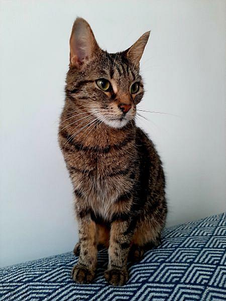 Kattenpraat