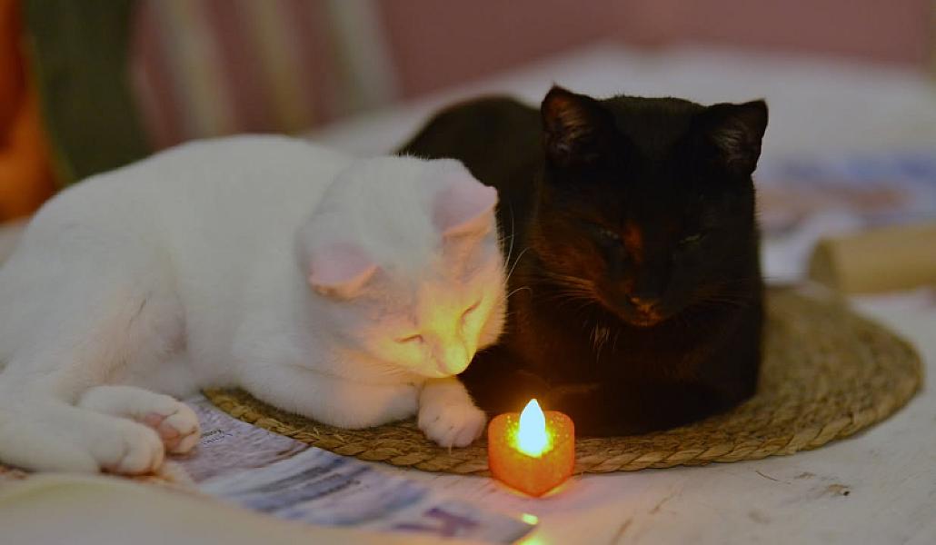 Kattenpraat