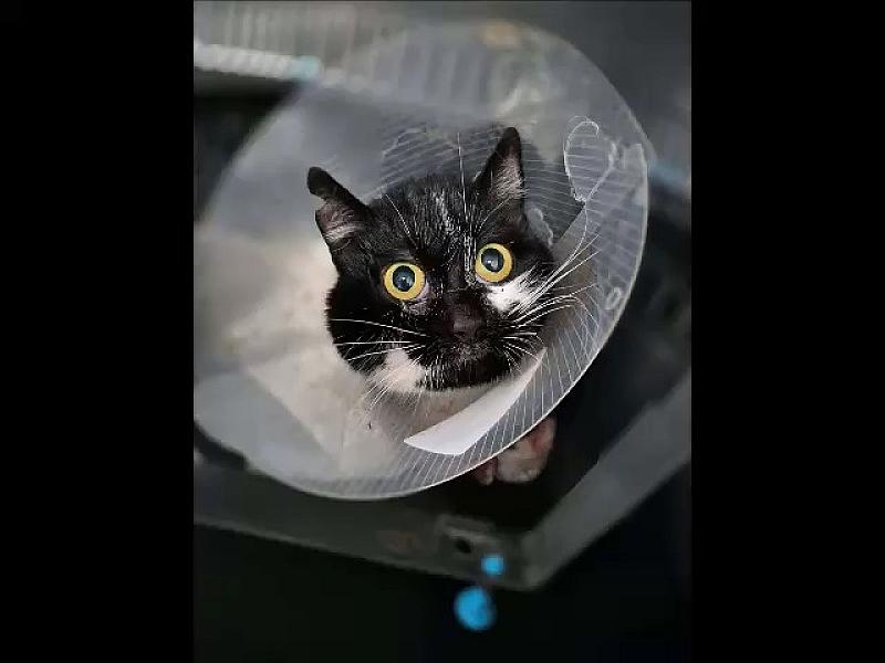 Kattenpraat