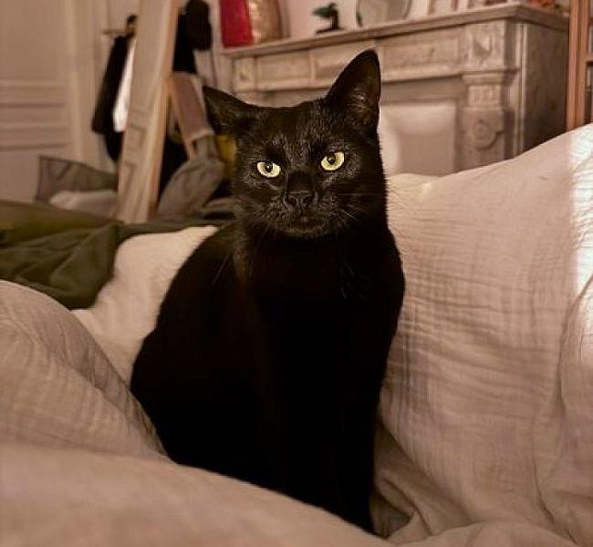 Kattenpraat