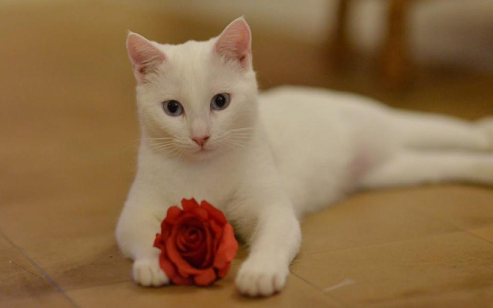 Kattenpraat