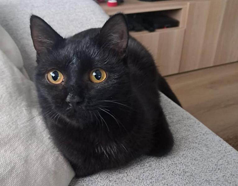 Kattenpraat