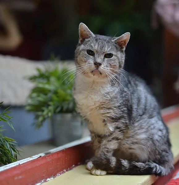 Kattenpraat