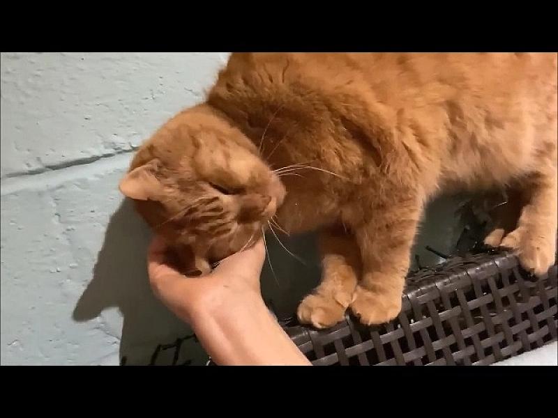 Kattenpraat
