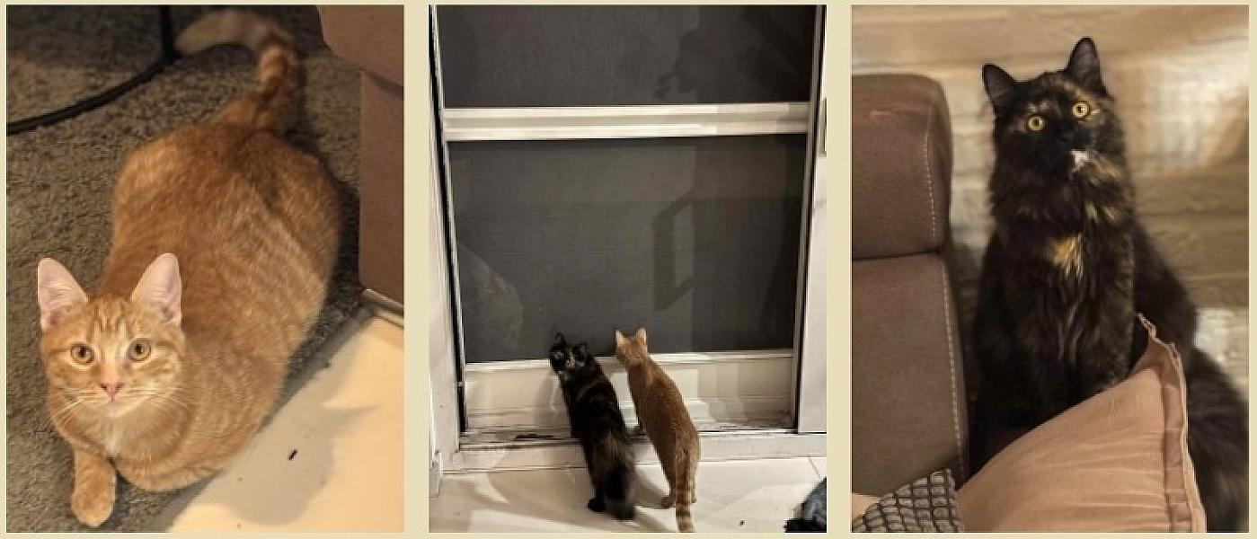 Kattenpraat