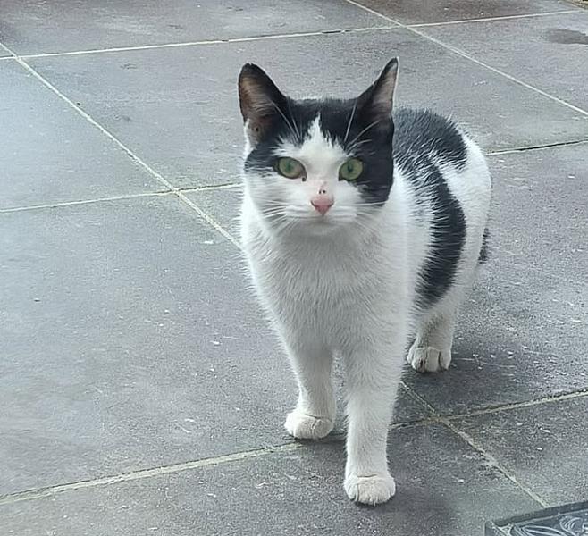 Kattenpraat