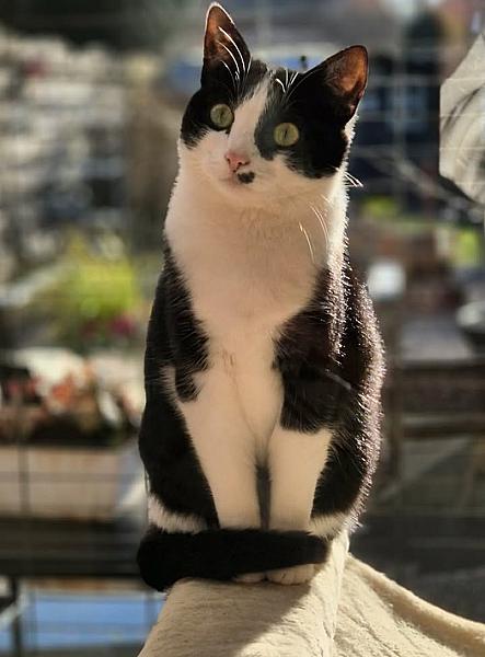 Kattenpraat