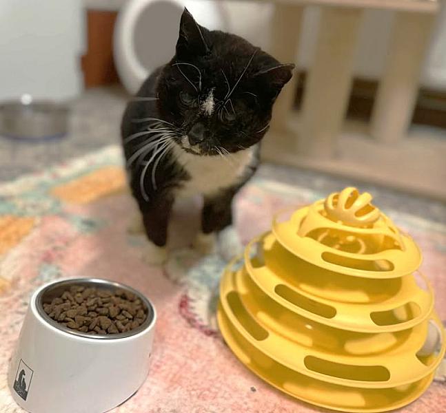 Kattenpraat