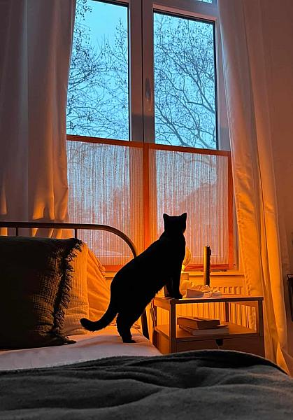 Kattenpraat