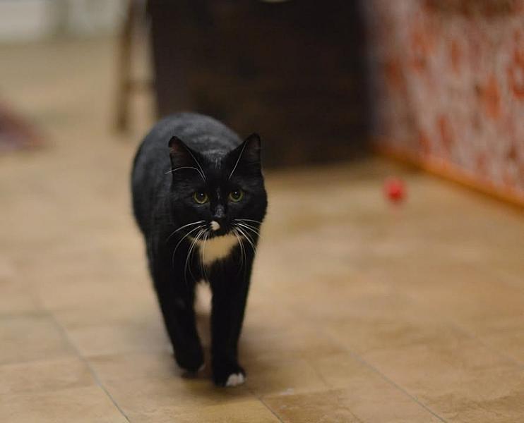 Kattenpraat