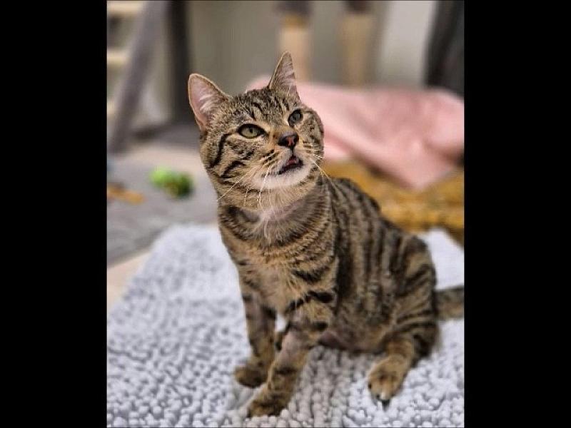 Kattenpraat