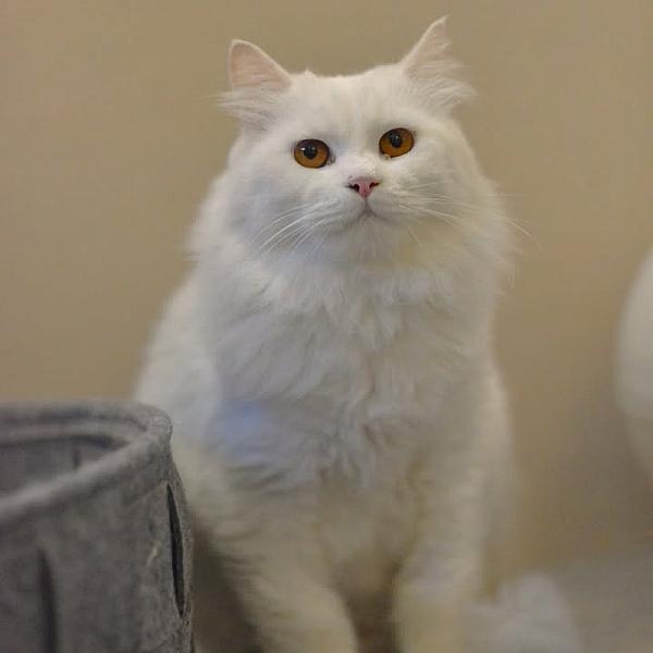 Kattenpraat