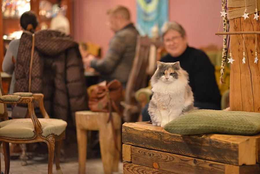 Kattenpraat
