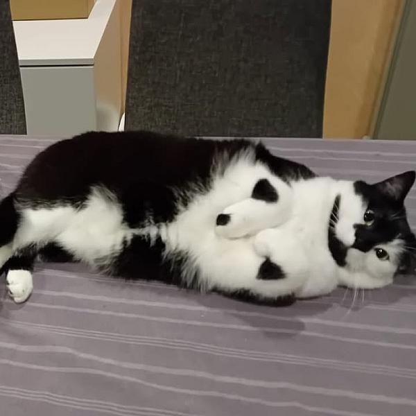 Kattenpraat