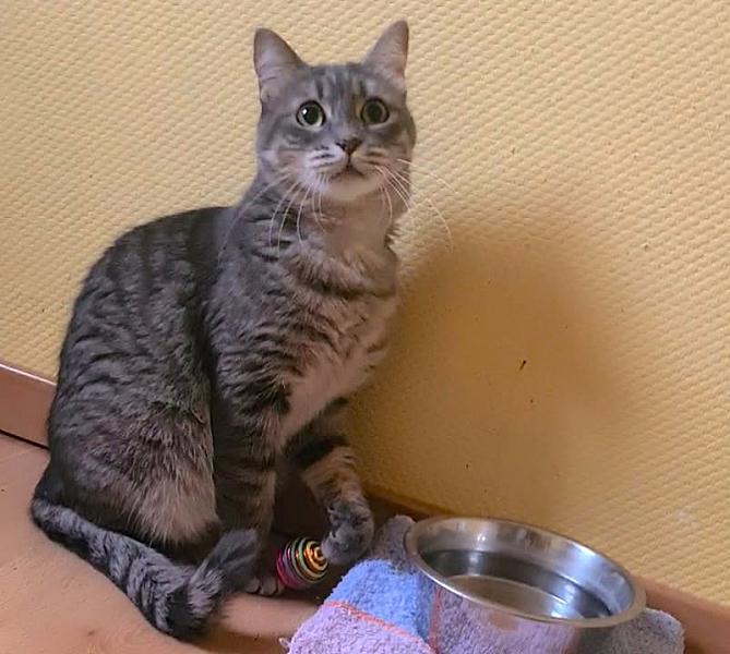 Kattenpraat